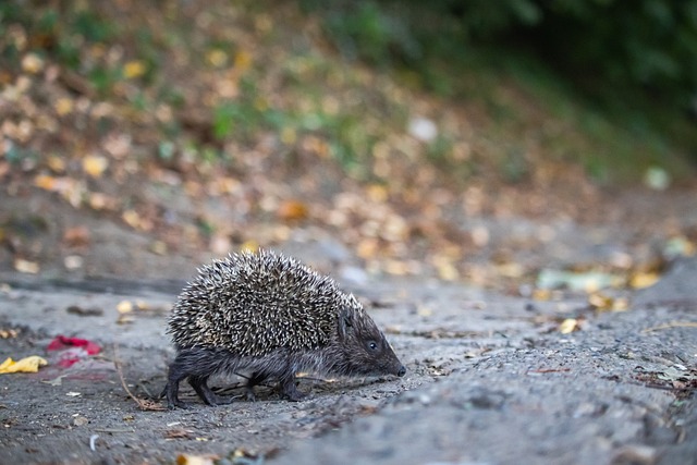 记者：国足备战时训练量大球员喊累，因为平常的量就不够.